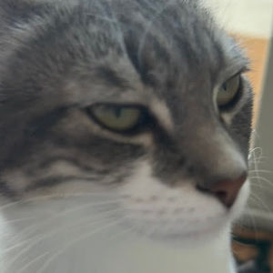 Meet your Posher, Maia